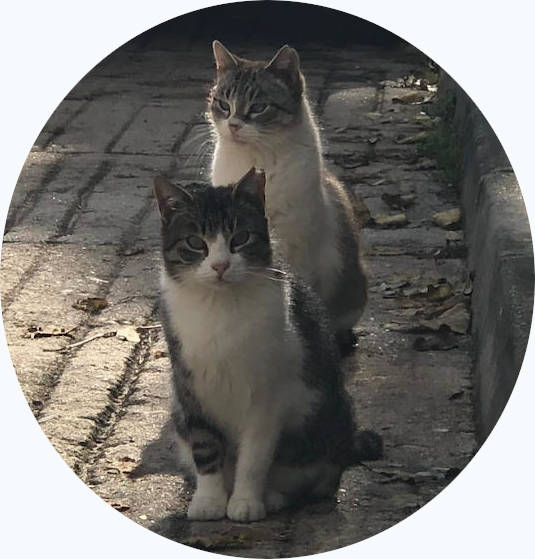 gatitas abandonadas
