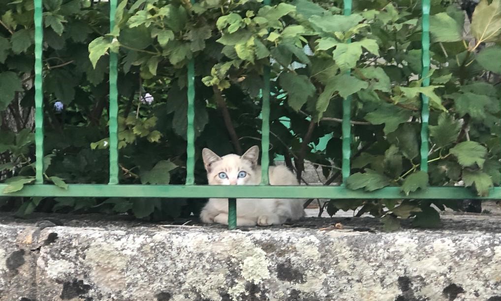 gatete