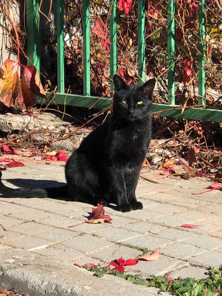 gato CES